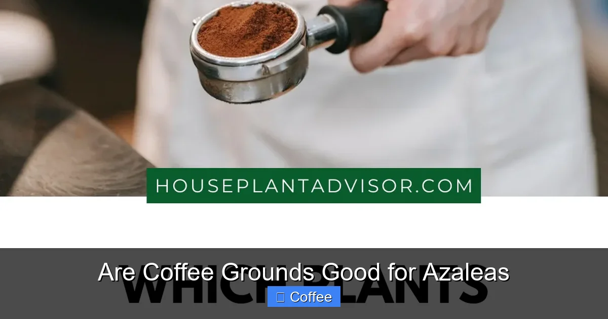 Are Coffee Grounds Good for Azaleas