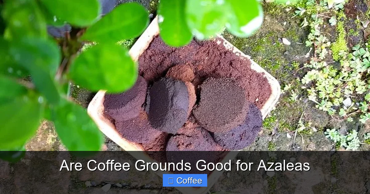 Are Coffee Grounds Good for Azaleas